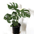 Monstera 'Thai Constellation' - 7cm pot